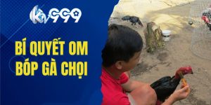 bí quyết om bóp gà chọi