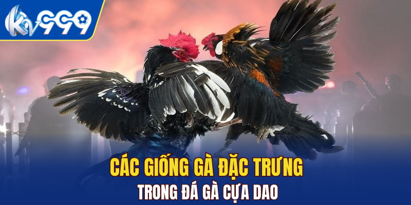 Các giống gà đặc trưng trong đá gà cựa dao