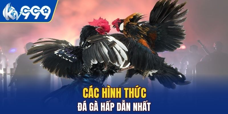 Các hình thức chọi gà hấp dẫn nhất