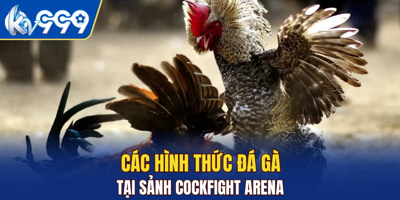 Các hình thức đá gà tại sảnh Cockfight Arena