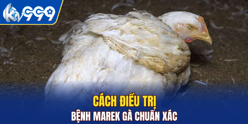 Cách điều trị bệnh Marek gà chuẩn xác
