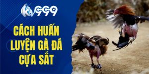 Cách huấn luyện gà đá cựa sắt