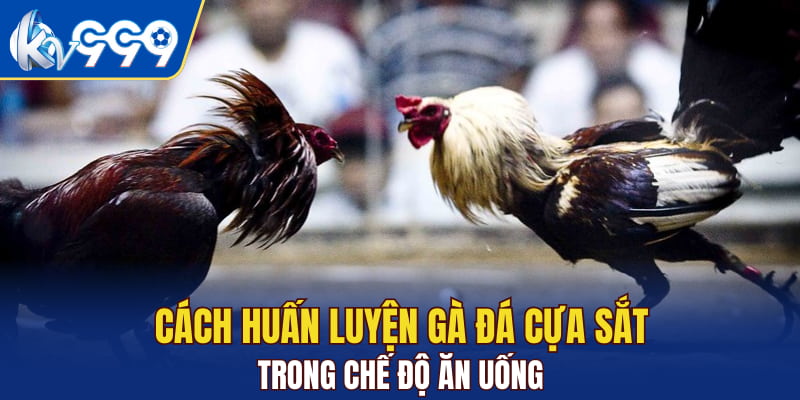 Cách huấn luyện gà đá cựa sắt trong chế độ ăn uống