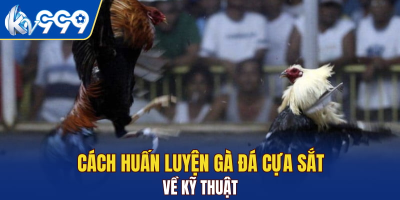 Cách huấn luyện gà đá cựa sắt về kỹ thuật