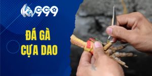 đá gà cựa dao