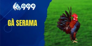 gà cảnh Serama