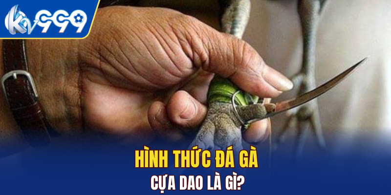 Hình thức đá gà cựa dao là gì?