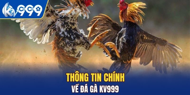 Khám phá nét chính về sảnh cược đá gà KV999