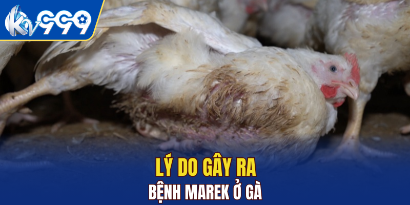 Lý do gây ra bệnh Marek ở gà