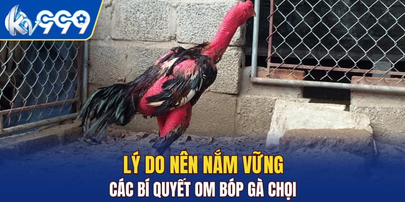 Lý do nên nắm vững các bí quyết om bóp gà chọi