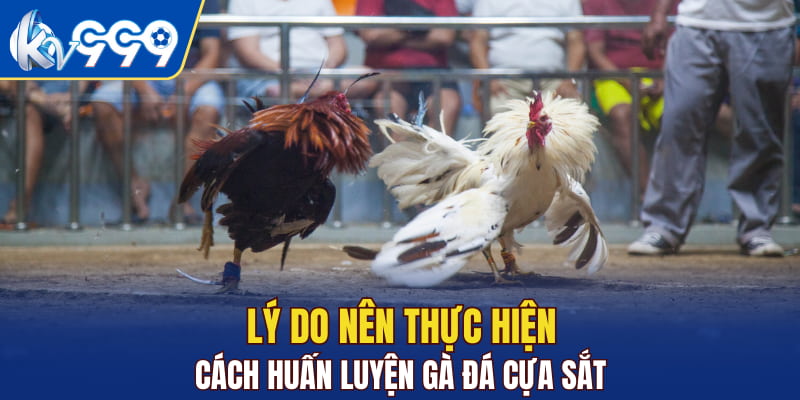 Lý do nên thực hiện cách huấn luyện gà đá cựa sắt