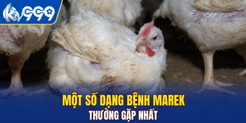 Một số dạng bệnh Marek thường gặp nhất