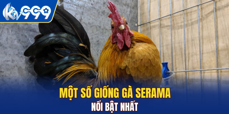 Một số giống gà Serama nổi bật nhất