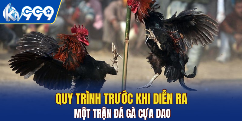 Quy trình trước khi diễn ra một trận đá gà cựa dao