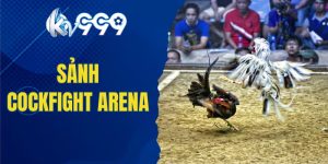 Sảnh Cockfight Arena