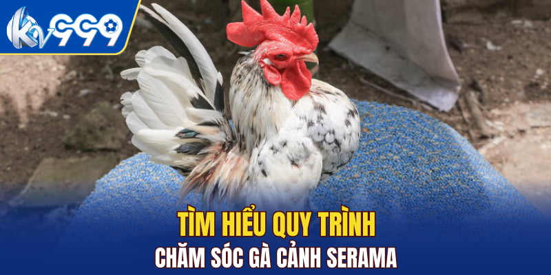 Tìm hiểu quy trình chăm sóc gà cảnh Serama