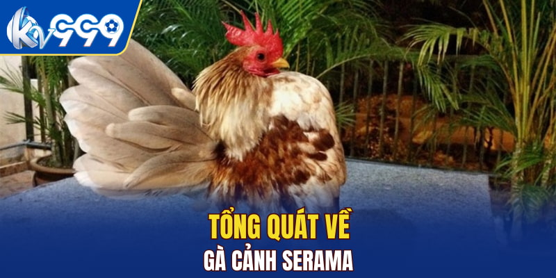 Tổng quát về gà cảnh Serama